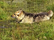 39 Bello col sole e il caldo rinfrescarsi nella pozza d'acqua 